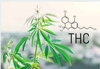 What Is THCp? - Two Hawk Extracts